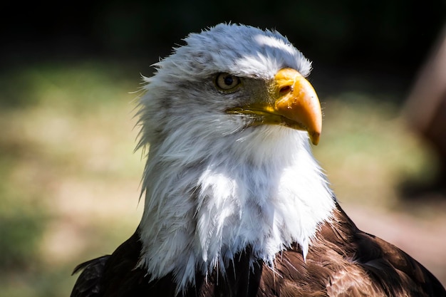 águila de cabeza blanca americana