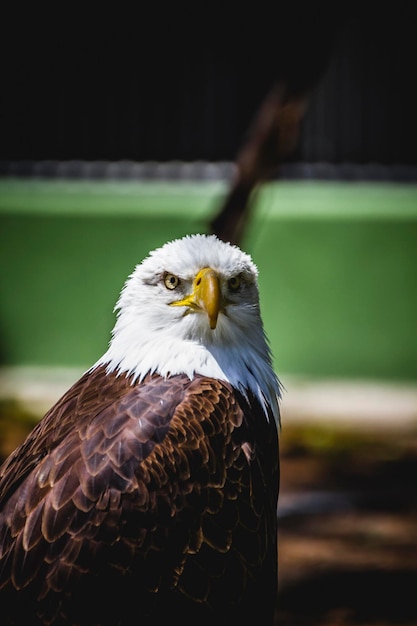 águila de cabeza blanca americana