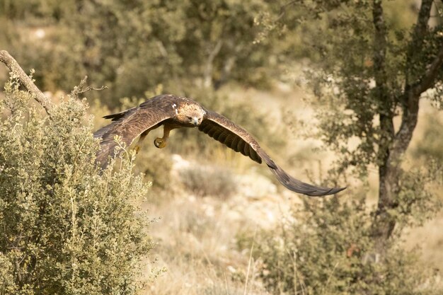 Foto un águila con una cabeza blanca y una cola negra