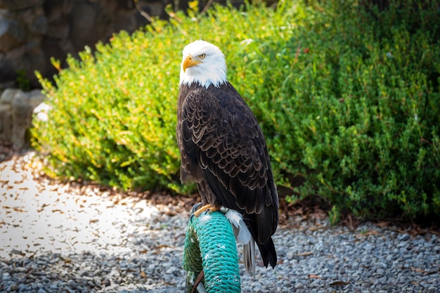 águila calva águila americana vista completa