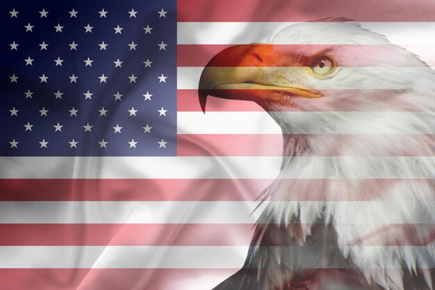 Foto Águila calva americana con bandera