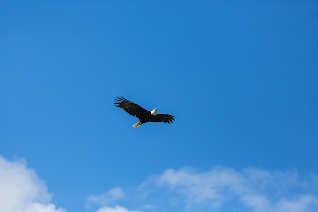 El águila calva americana en vuelo contra el cielo azul claro de Alaska