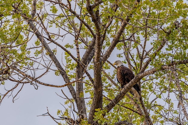 Un águila calva en un árbol en las praderas de Saskatchewan Canadá