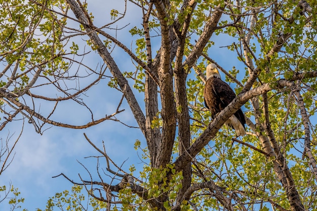 Un águila calva en un árbol en las praderas de Saskatchewan Canadá