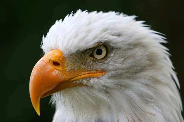 Foto Águila calva haliaeetus leucocephalus