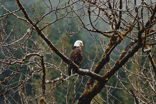 Un águila calva se sienta en la rama de un árbol en las montañas.