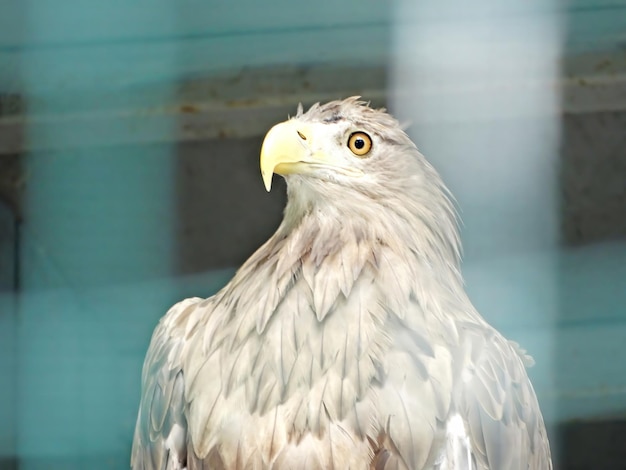 Águila calva en la vista de cerca del retrato de la jaula