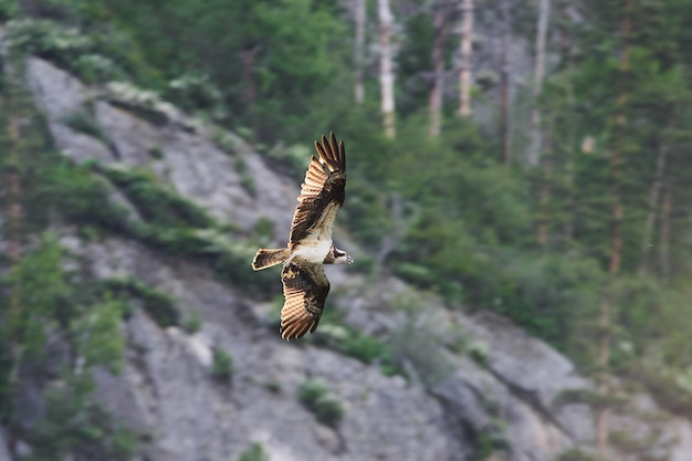 Águila calva volando sobre el gran cañón en verano