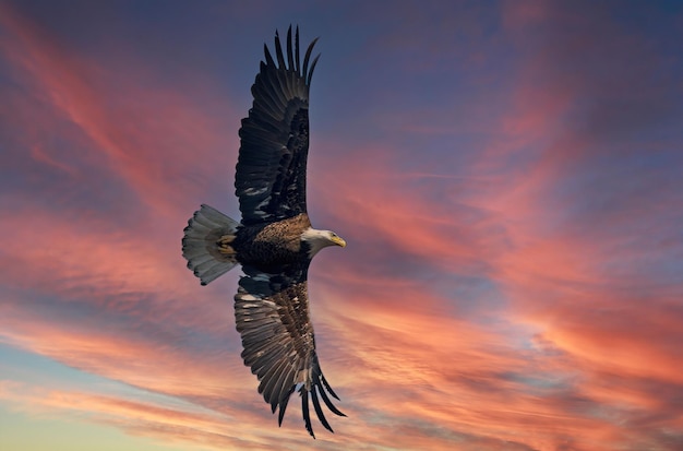 Un águila calva vuela en el cielo con el sol detrás.