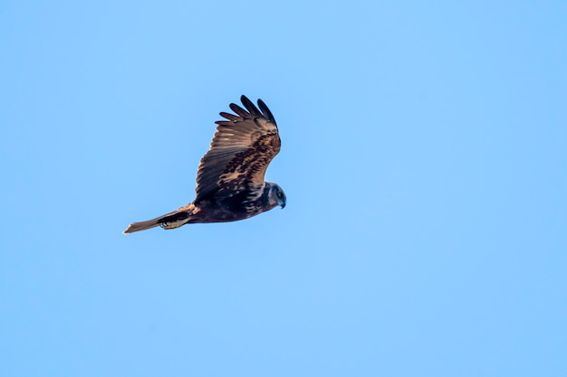 Foto Águila calzada en las marismas del ampurdan.