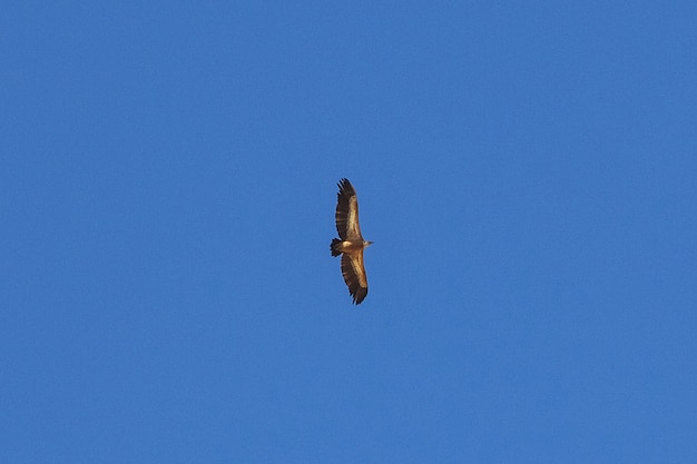 El águila en el cielo en las montañas, Yemen