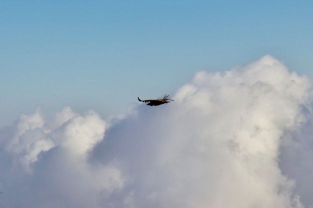 El águila en el cielo en las montañas, Yemen