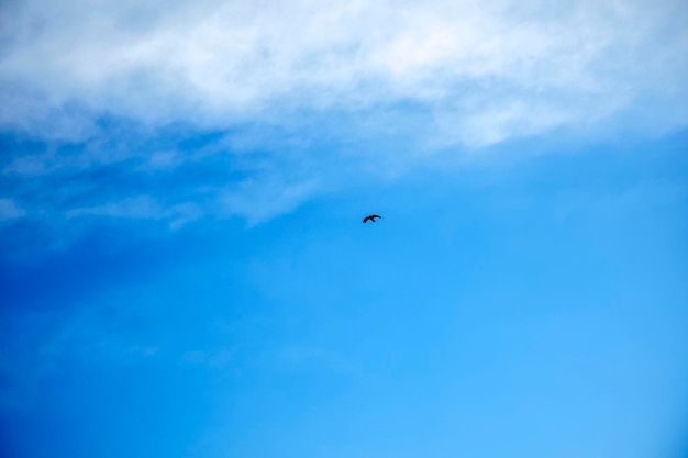 El águila en el cielo