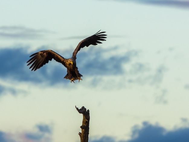 Foto Águila de cola blanca aterrizando en el árbol, espacio de copia vertical