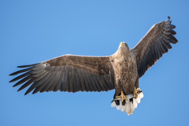 águila de cola blanca