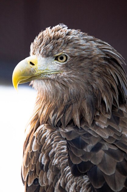 Foto Águila de cola blanca