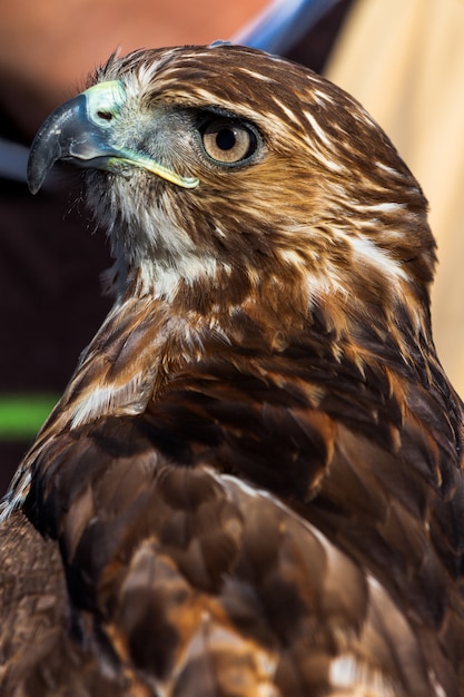 Foto Águila de cola roja (buteo jamaicensis)