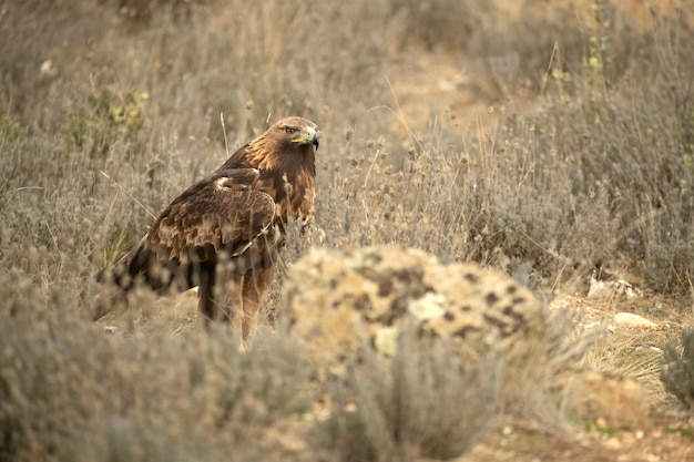 El águila dorada macho adulto se posó en un bosque mediterráneo de pinos y robles al amanecer