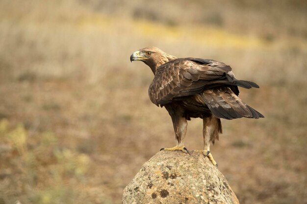 El águila dorada macho adulto se posó en un bosque mediterráneo de pinos y robles al amanecer