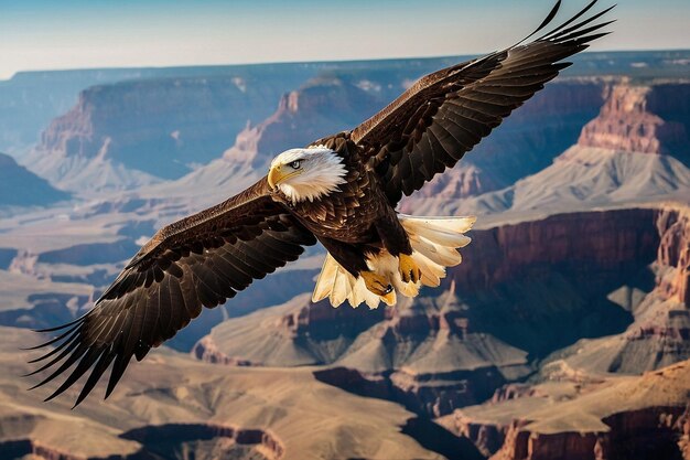 Foto el águila se eleva por encima del vasto cañón