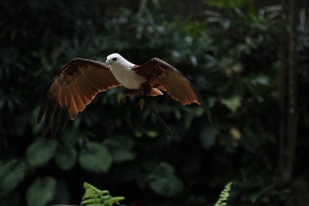 el águila está volando