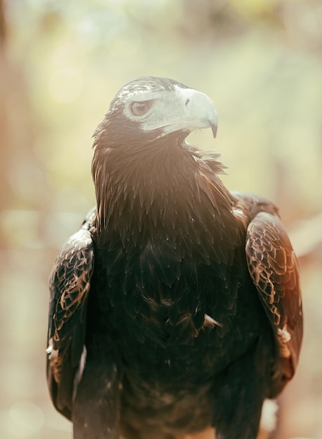 Foto el águila iv de brisbane