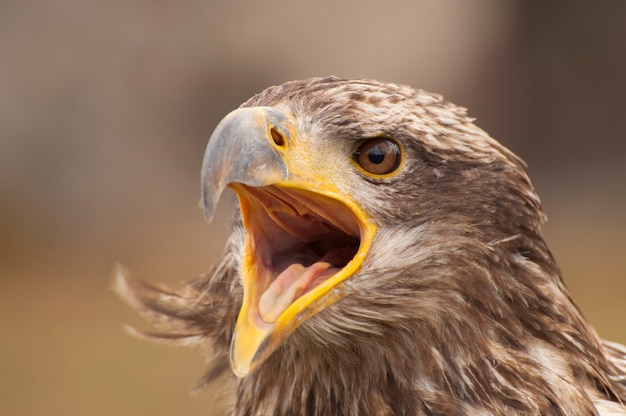 Un águila llorando