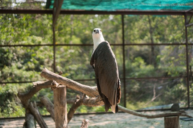 Águila de mar en jaula