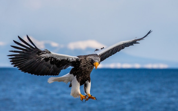 Águila de mar de Steller en la naturaleza