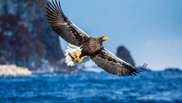 Águila de mar de Steller en vuelo