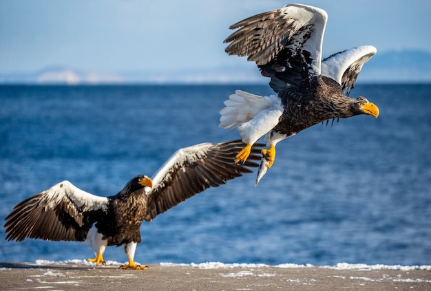 Águila de mar de Steller en vuelo