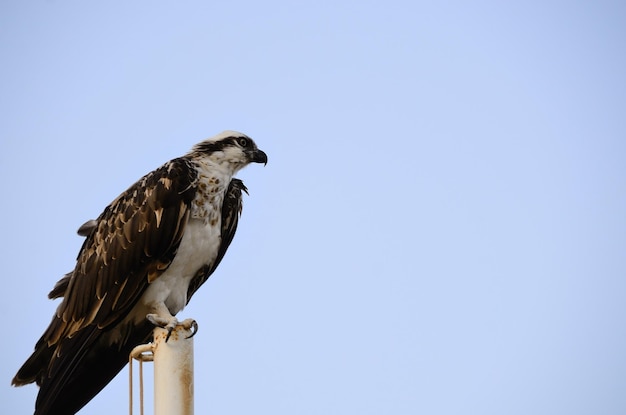 águila marina en la playa