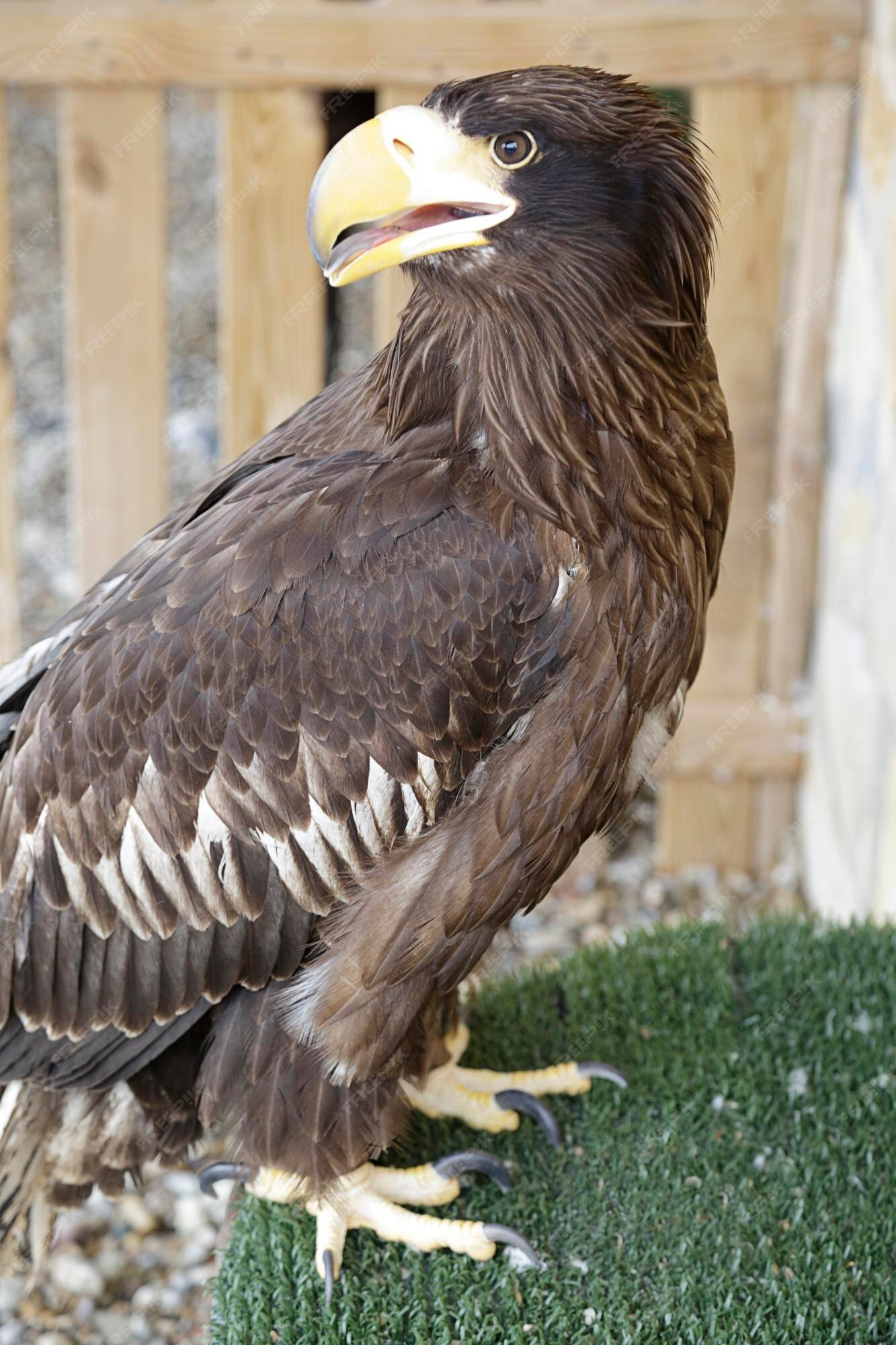 Águila marina de steller joven (haliaeetus pelagicus) | Foto Premium