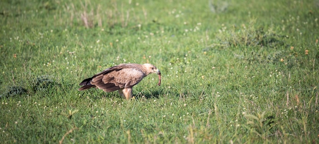 Un águila en medio de la pradera en un prado