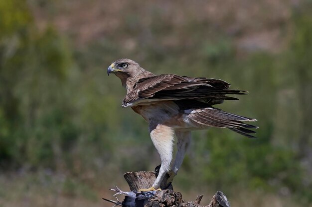 Foto Águila perdicera aquila fasciata