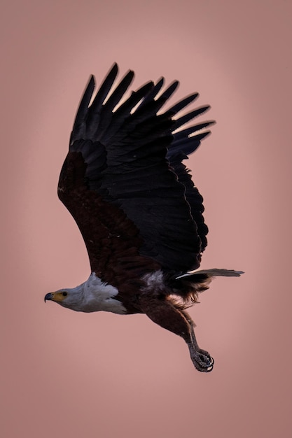 Foto el águila pescadora africana vuela a través del cielo rosado