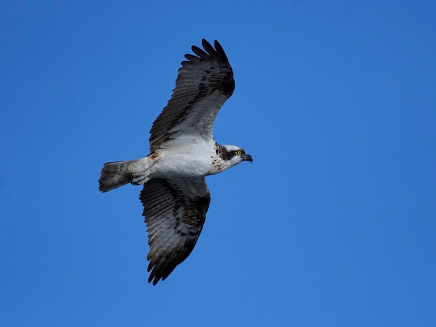 Foto Águila pescadora (pandion haliaetus)