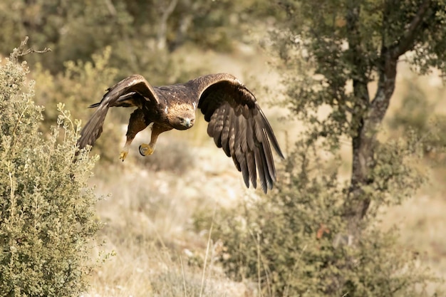 un águila con un pico amarillo está volando en el aire