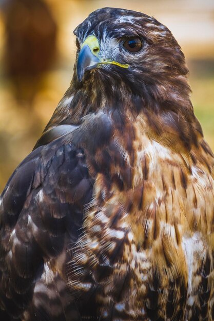 águila, rapaz diurna de bello plumaje y pico amarillo