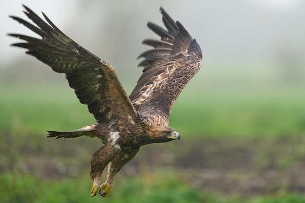 Águila real Aquila chrysaetos