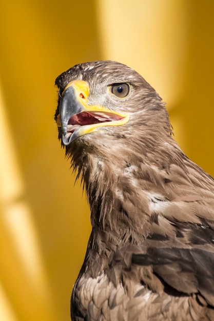 águila real, detalle de cabeza con ojos grandes, pico puntiagudo