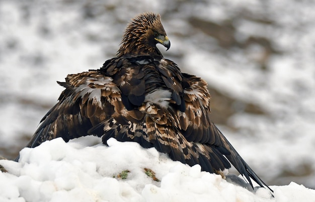 Águila real na serra abulense no invierno