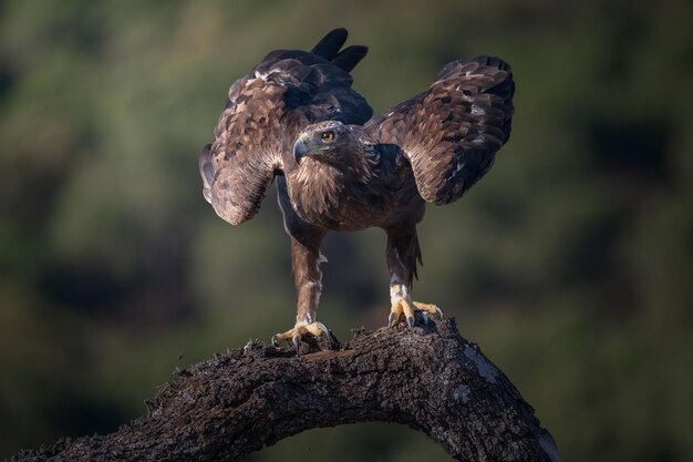 Foto Águila real