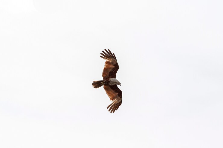 Águila roja vuela en el cielo en la naturaleza en Tailandia