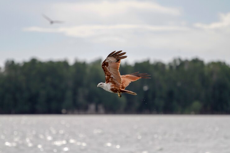 Águila roja vuela en el cielo en la naturaleza en Tailandia