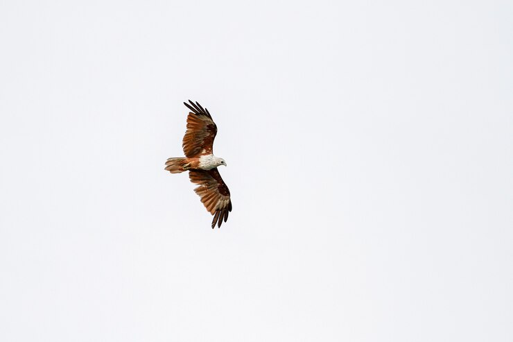 Águila roja vuela en el cielo en la naturaleza en Tailandia