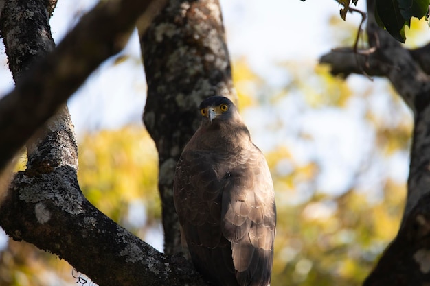 Águila serpiente crestada sentada en una rama de árbol