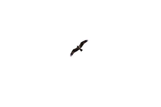 Un águila voladora aislada sobre fondo blanco