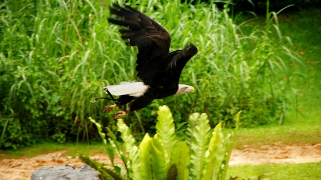 Foto Águila voladora