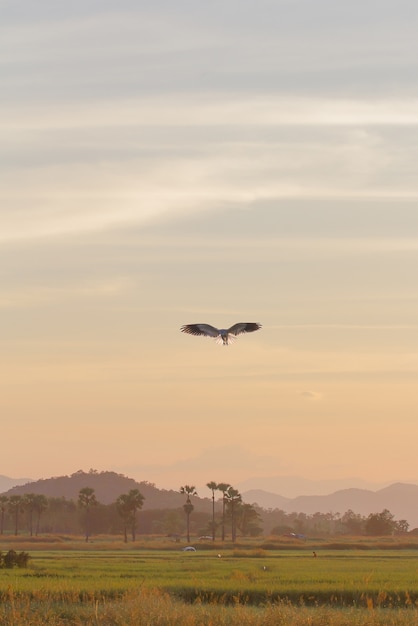 águila volando en el campo de arroz